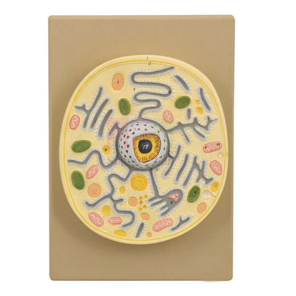 Plant Cell on Base Model